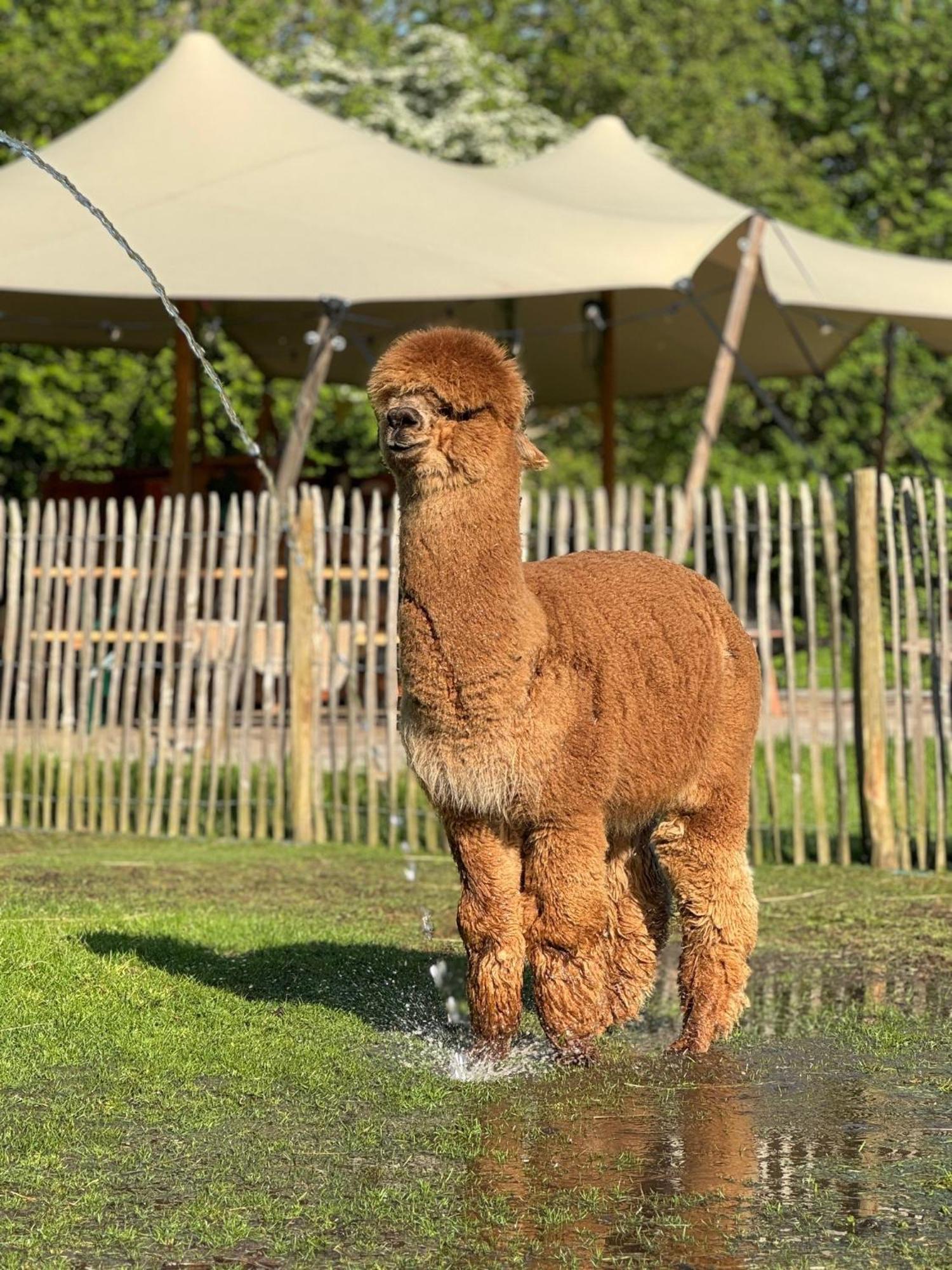 Wereldse Bell Tenten Met Alpaca'S Paasloo 외부 사진